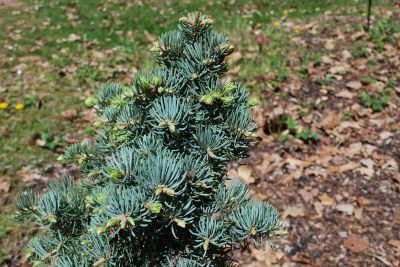 Abies concolor 'Minima' - jedle ojíněná