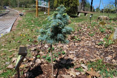 Abies concolor 'Minima' - jedle ojíněná - jaro