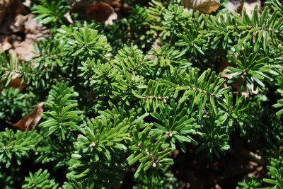 Abies koreana 'Briliant' - jedle korejská