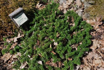 Abies koreana 'Briliant' - jedle korejská - celek