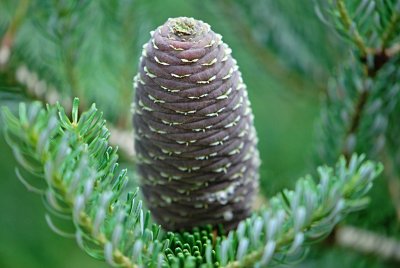 Abies koreana 'Briliant' - jedle korejská - šištice