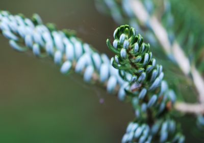 Abies koreana 'Silberlocke' - jedle korejská