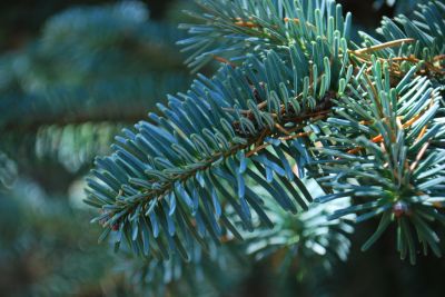 Abies magnifica 'Glauca' - jedle nádherná