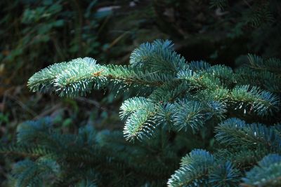 Abies magnifica 'Glauca' - jedle nádherná 