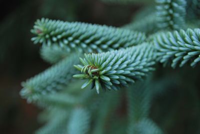 Abies pinsapo 'Argentea' - jedle španělská