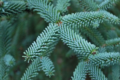 Abies pinsapo 'Argentea' - jedle španělská - jehlice
