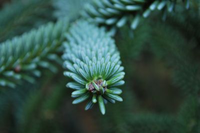 Abies pinsapo 'Argentea' - jedle španělská - jehlice - detail
