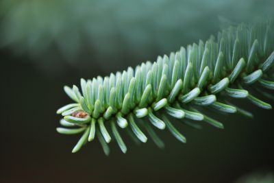 Abies pinsapo 'Argentea' - jedle španělská - jehlice - detail 
