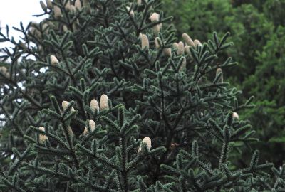 Abies pinsapo 'Argentea' - jedle španělská - šištice