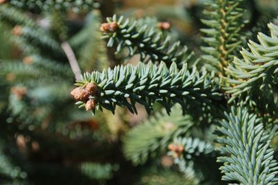 Abies pinsapo 'Horstmann' - jedle španělská