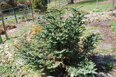Abies pinsapo 'Horstmann' - jedle španělská - celek
