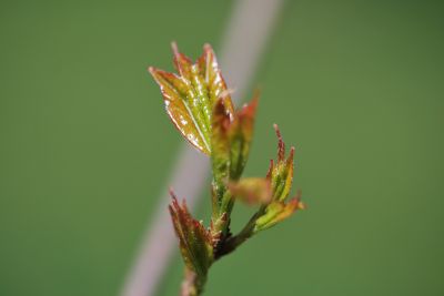 Acer buergerianum - javor Bürgerův