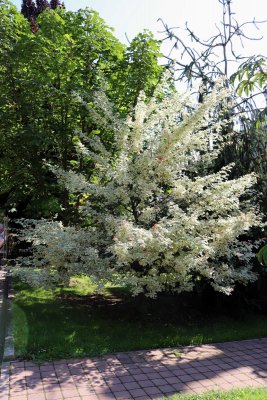 Acer campestre 'Variagatum' - javor babyka - celek