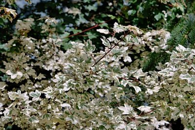 Acer campestre 'Variegatum' - javor polní (babyka) - listy