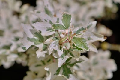 Acer campestre 'Variegatum' - javor polní (babyka) - listy