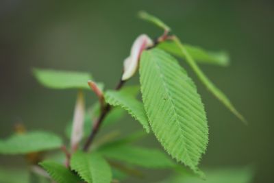 Acer carpinifolium - javor habrolistý - jaro