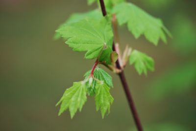 Acer circinatum - javor - okrouhlolistý - listy - jarní výhon