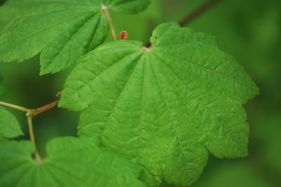 Acer circinatum - javor - okrouhlolistý - listy - jaro