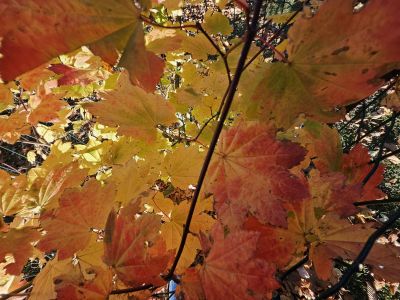 Acer circinatum - javor okrouhlolistý - podzim