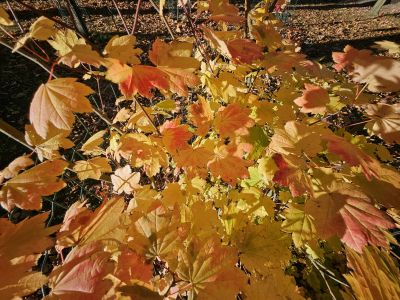 Acer circinatum - javor okrouhlolistý - podzim 