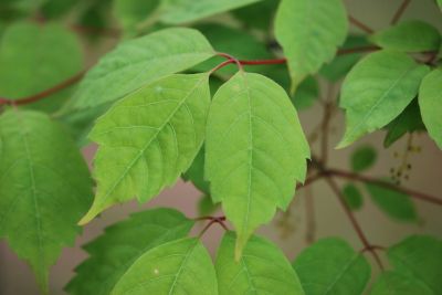 Acer cissifolium - javor žumenolistý