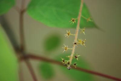 Acer cissifolium - javor žumenolistý - květenství po odvětu