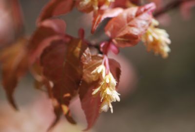 Acer crataegifolium 'Veitchii' - javor hloholistý - jaro