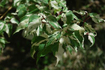 Acer crataegifolium 'Veitchii' - javor hloholistý - listy