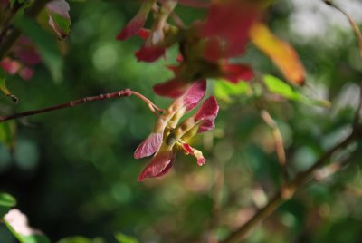 Acer crataegifolium 'Veitchii' - javor hloholistý - větévka s plodenstvím)