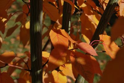 Acer davidii 'Rosalie' - javor Davidův - podzim