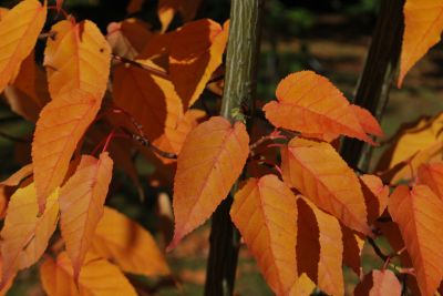 Acer davidii 'Rosalie' - javor Davidův - podzim   
