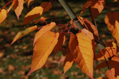 Acer davidii 'Rosalie' - javor Davidův - podzim 