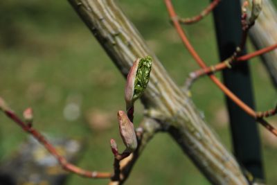 Acer davidii 'Rosalie' - javor Davidův - pupen