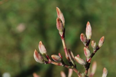 Acer davidii 'Rosalie' - javor Davidův - pupeny