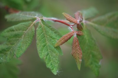 Acer griseum - javor šedý - jaro
