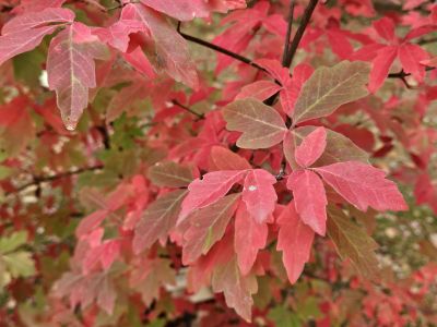 Acer griseum - javor šedý - podzim