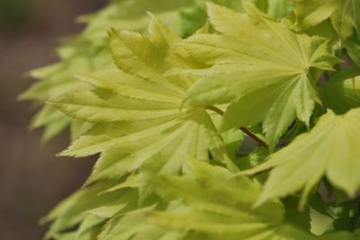 Acer japonicum 'Aureum' - javor japonský - jaro