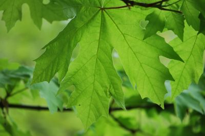 Acer macrophyllum - javor velkolistý