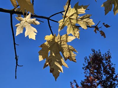 Acer macrophyllum - javor velkolistý - podzm 