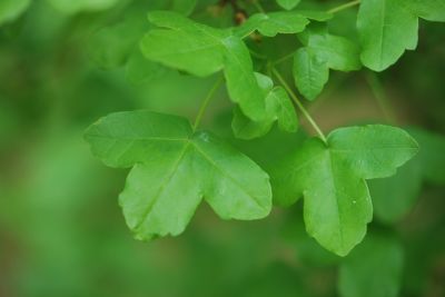 Acer monspessulanum - javor francouzský