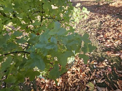 Acer monspessulanum - javor francouzský