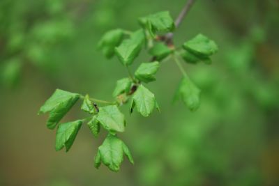 Acer monspessulanum - javor francouzský - jarní lístečky