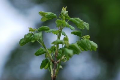 Acer monspessulanum - javor francouzský - jarní výhon