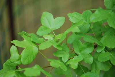 Acer monspessulanum - javor francouzský - jaro