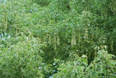 Acer negundo 'Variegatum' - javor jasanolistý 'Variegatum' - kvetoucí habitus