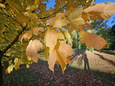 Acer nigrum - javor černý - podzim