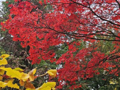 Acer palmatum 'Atropurpureum' - javor dlanitolistý