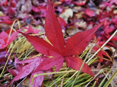 Acer palmatum 'Atropurpureum' - javor dlanitolistý 