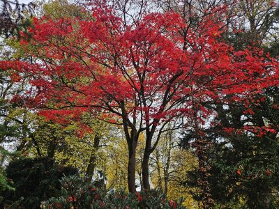 Acer palmatum 'Atropurpureum' - javor dlanitolistý  