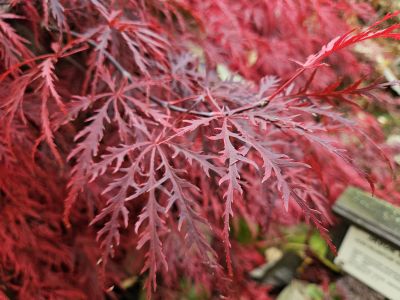 Acer palmatum 'Dissectum Atropurpureum' - javor dlanitolistý - podzim